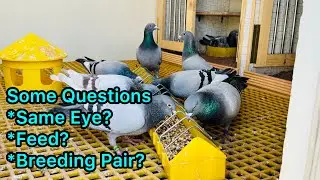 Racing Pigeons in Pakistan 2024