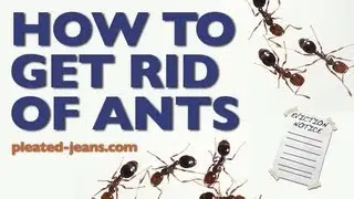 How To Get Rid of Ants