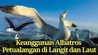 "Melintasi Samudera Biru: Kisah Keajaiban Albatros"