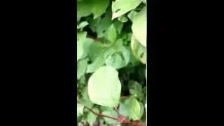 Ant life