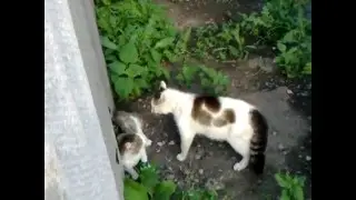 драка деревенских котов/fight cats