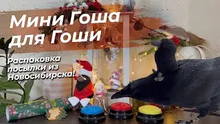 Распаковка мини Гоши из Новосибирска!