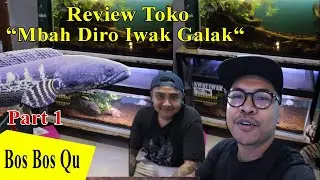 PART 1 ! Review Toko Mbah Diro Iwak Galak Yogyakarta / Breding channa terbaik