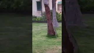 mmmm tree thorsty