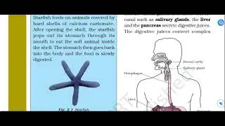 Nutrition in Animals PART 1