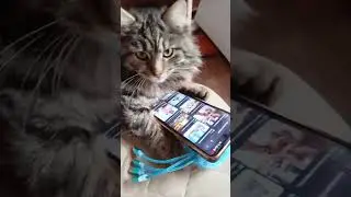 Когда кота спалили за просмотром кошек😻😹🐱#кот #котики