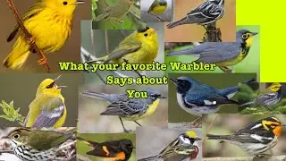 This is what your favorite Warbler says about you!