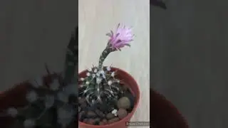 #shorts Крошечный кактус гимнокалициум снова цветёт!😍