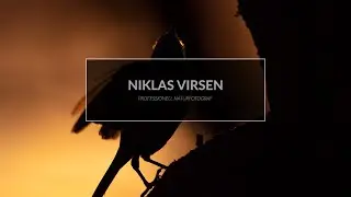 Jag anordnar en fågelplats för fotografering.