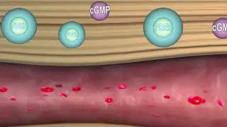 Take Viagra for the first time? Here's how it works and get the best results