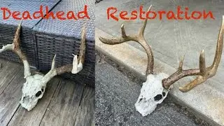 Antler repair Dead head restoration