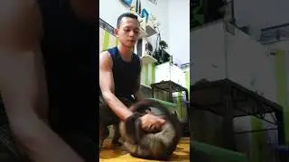 Musang Pandan Birahi Parah ....‼️