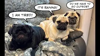 Pugs in the Rain - Good idea?