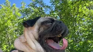 Daily Adventure Pug | VLOG