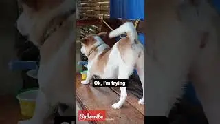 ok, I'm trying.               #short #youtubeshorts #pets #animals #petlover #dogs #doglover #pet