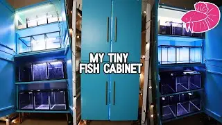 Tiny Fish Room in a Cabinet! My Betta api api Breeding Project