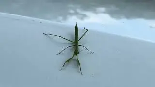 Praying mantis on hood of a car video 1
