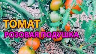Розовая подушка! Обзор сорта томата