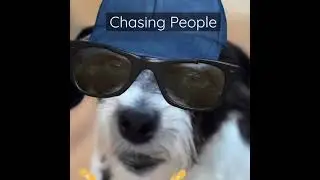 Chasing People (Pawsitive Rufflections )