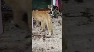 #cats