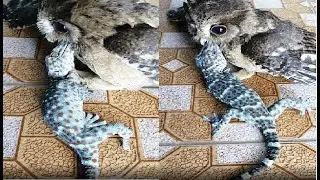 Disturbing moment baby owl feasts on live gecko in Thailand
