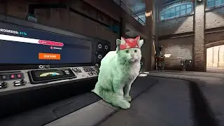 Корейский заводчанин