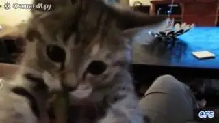 Кошки воруют пиццу