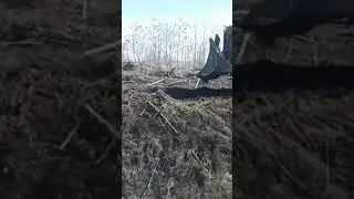ДТ-75 с двигателем от ЮМЗ турбо в деле