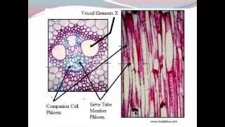 IGCSE 2.7. Translocation
