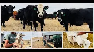 Cows, Bulls, Steers, Horses and More!  Let's Look at Every Animal on this Ranch!
