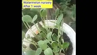 watermelon nursery at home | Growing watermelon at home #watermelon #agri #viral #farm #shorts