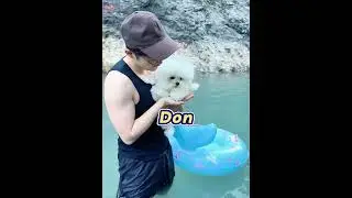 Taking My Dog Swimming for the First Time! 🐾 (She's a Natural!)