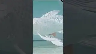 IKAN ARWANA SUPER MAHAL • ARWANA SUPER CANTIK #viral #shortvideo #shorts #syamarwan