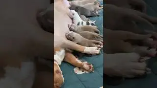 Маленькие булли покет , нам 2 дня 