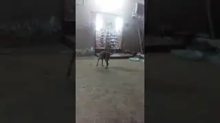 Anjing ngewe gaez
