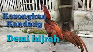 ayam istimewa terakhir, karena mau hijrah(