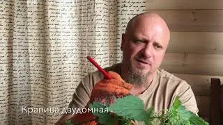 Stinging nettle. A.N. Alefirov.