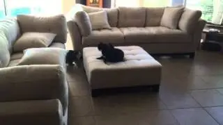 Cat fight