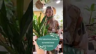 Комнатное растение, которое у тебя выживет😉 Аспидистра сорта Milky Way💚 #комнатные растения