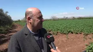 Geçen sene üzen patates, bu sene üreticinin yüzünü güldürecek