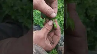 Вредители люцерны.