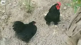 golden buff fancy hen farming in pakistan/golden black buff chicken pair update/buff pair murghiyan