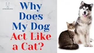 Why Does My Dog Act Like a Cat?
