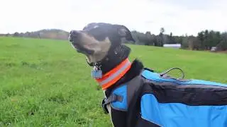 Dog Goes On An Adventure (Experimental)