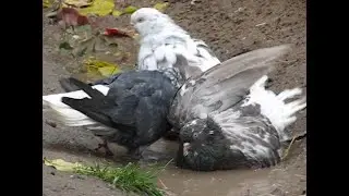 Осенняя грусть