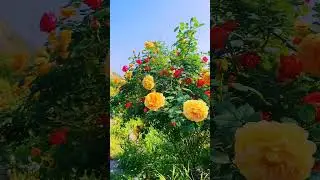 #natureza #roça #paisagem #rosas #flores