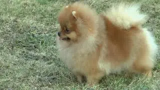 глои 6,5 мес