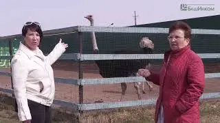 Ветоспорин взвинтил плодовитость страусов на максимум!