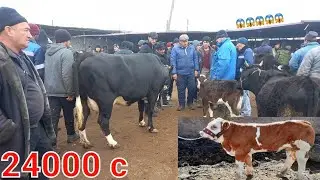 МОЛБОЗОРИ ХУЧАНД МОЛИ ОЧА БАЧА БУГОЗ БОЗОРИ ХУДЖАНД 