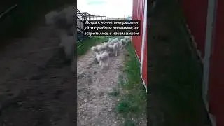 ОТПРАВЬ КОЛЛЕГЕ! Жиза😁 #юмор